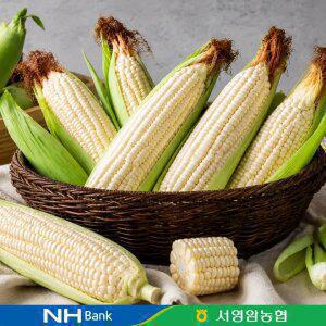 [품질보장] 남도 햇 찰옥수수 12개 특품 14cm이상 (2세트시 6개증정)