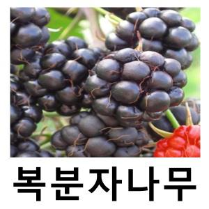 슈퍼복분자나무 묘목 블랙베리 V7 삽목1년 특묘 4주묶음