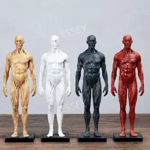 인체 해부학 미니어처 30cm 전신 골격 관절모형 피규어 근육 모형