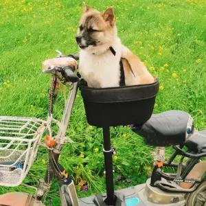 자전거 강아지 캐리어 이동장 고양이 백팩 앞가방 안장 스쿠터용 7.5kg 이하