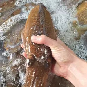 [팜스] 국내산 생물 갑오징어 1kg(2~4미)