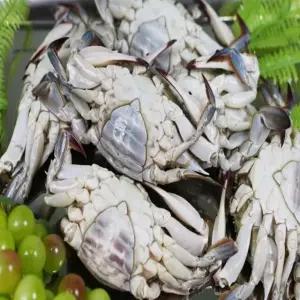 [S]푸른식탁 국내산 냉동 암꽃게 2kg (1kg당 3-4미)