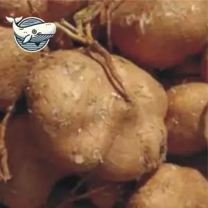 씨앗 웰빙 모종 묘목 식용작물 히카마 자연재배 건강식물