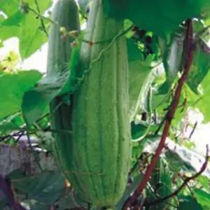 천연 박과 천연 수세미 씨 종자 식물 씨앗 품종 20립 (WA68A3C)