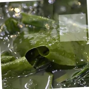 VB 완도미역 150g 미역국재료 건미역 다시마