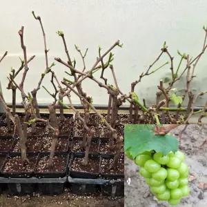 청포도나무 묘목 (샤인머스캣) 포트식재묘 포도묘목 과수 