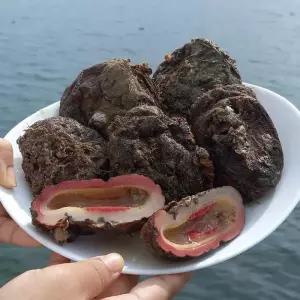 자연산 통영 돌 멍게 1kg 4-8미 자연산돌멍게 자연산 멍게 회 활멍게 통영멍게 우렁쉥