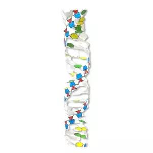종이모형 접이식 DNA 모형제작 접이식모형 DNA모형만들기 인테리어공예 만들기재료