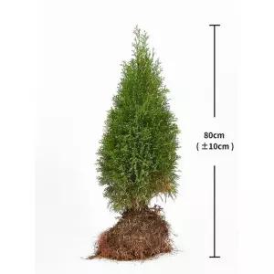 에메랄드 그린 비닐팩 80cm 코스트코 잡화마켓2605