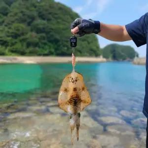 폴링픽 휴대용 낚시 미니 저울 디지털 25kg 무늬오징어 에깅 소품 정밀 LED 백라이트