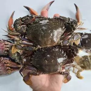 [장보리]국내산 냉동 돌게 냉동 박하지 게장용 10kg