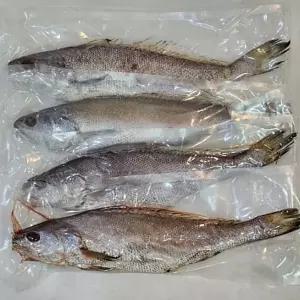 생활 국내산민어 말린생선 국내산 반건조 대왕 민어 4마리 냉동 수앤서B3