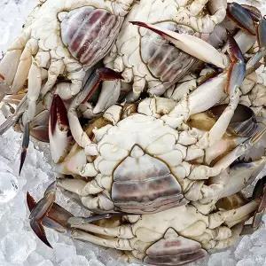 국내산 활꽃게 1kg 대