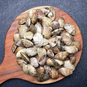 큼직 바지락 1kg