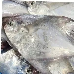 당일조업병어 국내산 생물 병어 신선한 냉장 구이 횟감용 생선 1kg