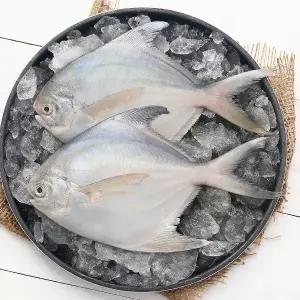 국내산 여수 병어 대형 5마리 1kg 내외