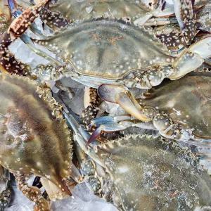 국내산 꽃게 서해안 알배기 급냉 암꽃게 1kg (4-6미)