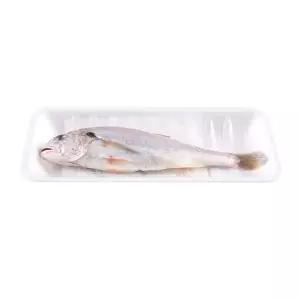생물백조기 중 마리