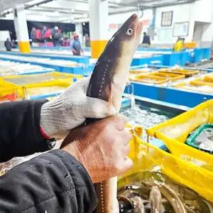 통영 산지직송 바다장어 1kg