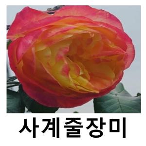 장미나무 묘목 사계줄장미 스펙트라 포트묘