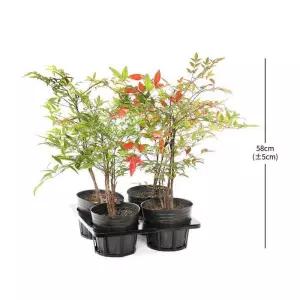 남천 4개입 재배분 58cm 코스트코 잡화마켓2605