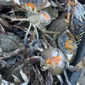 [신선식품] 제철 봄 활 알배기 암꽃게 3-5미, 1kg, 1개