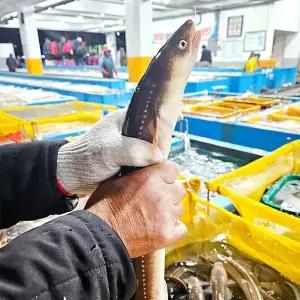 [NS홈쇼핑]통영 산지직송 바다장어 1kg[35971126]