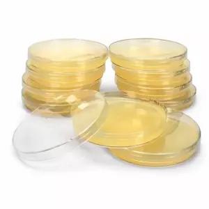 MH Agar Plate 1개(세균배양배지/항생제 감수성 실험)