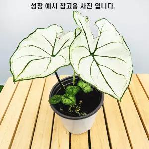 에덴플랜트 칼라디움 스노우드리프트 (지름 10Cm포트) 수입 희귀식물 감성식물 인테리어 미세먼지제거 공기정화 무늬
