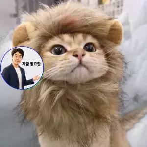 지금 필요한 강아 코스튬 모자 고양이사자머리 포토아이템