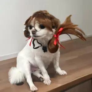 양갈래 가발 강아지스타일링 코스튬 꾸미기강아지 애견 반려견 가짜머리 머리띠 악세사리 앞머리 꾸미기