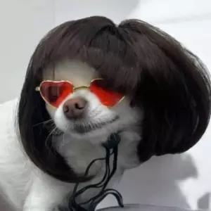 강아지가발 단발 코스튬 앞머리 모자 멋내기강아지악세사리 가발 머리띠 개가 단머리 꾸미기