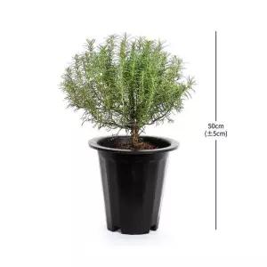 로즈마리 재배분 50cm 코스트코 두레샵2606