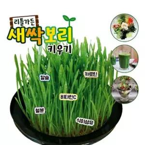 새싹보리 키우기 키트 재배기 - 국내산 (WA35E0D)