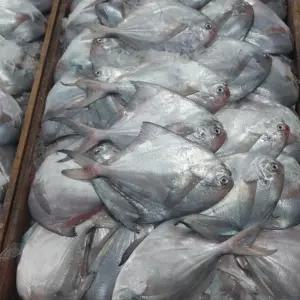 국내산 횟감용 생물 병어 6-10미 1kg 내외