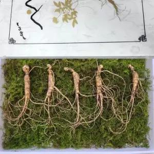 8-10년근 횡성 산양삼 선물세트 5뿌리 플러스보자기 강원도산양삼 강원도 산양 산삼 세트