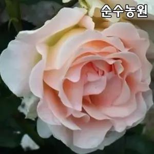 유럽사계덩굴장미 묘목, 로코코 개화주 포트1개/넝쿨, 줄장미/꽃나무