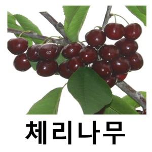 체리나무 묘목 좌등금 접목1년 3주묶음