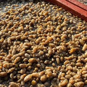 마산 진동 생물 오만둥이 1kg 세척 오만디 미더덕