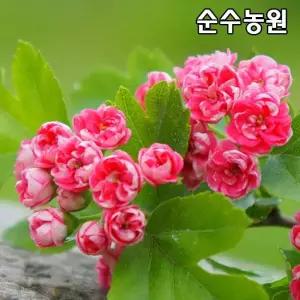 홍화산사나무 묘목 접목1년 뿌리묘(특) 5개/분홍꽃산사/조경수/공원수