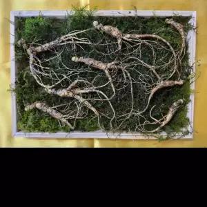 딜로그? 오동나무 산양삼 7-8년산 5뿌리 3뿌리 세트