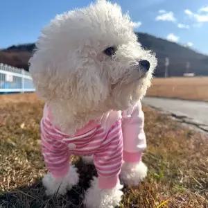 강아지옷 핑크덕 반려동물 대형견올인원 강아지멜빵바지 원피스