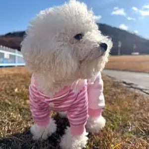 강아지옷 핑크덕 반려동물 대형견올인원 강아지멜빵바지 원피스