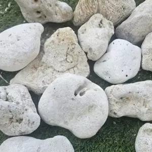 어항 장식 바닥재 수조 자갈 뼈다귀산호사 수초 뼈산호 해양