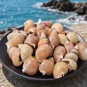 백골뱅이 백고동 통골뱅이 제철 무침용 냉동 자연산 포항 동해안 급냉 바다 1.6kg