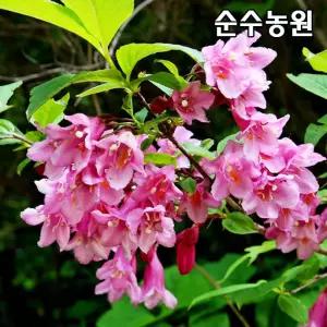 병꽃나무 묘목 키100cm(분) 5개/꽃나무/울타리