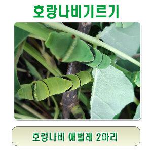 호랑나비 애벌레