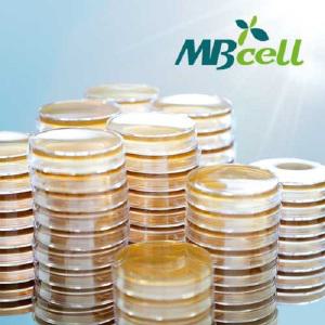 TSA (Tryptic Soy Agar) Rodac Plate [50 plates]/ MBcell 미생물 배지/ 생배지-제조된 배지/ 일반세균-표면균 측정용/ 환경모니터링 배지