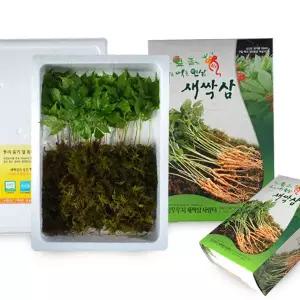 명절선물 새싹삼 중50뿌리+선물상자