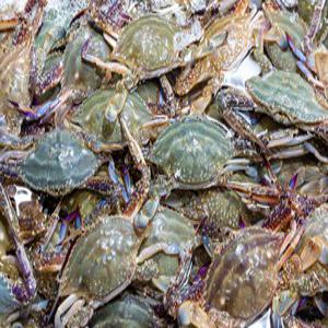 암꽃게 활 톱밥꽃게 제철 연평도 급냉 자연산 1kg(3-5미) 에스더블유몰